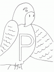 p parrot