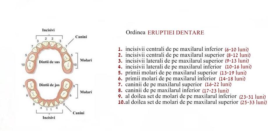 eruptia dentara diagrama