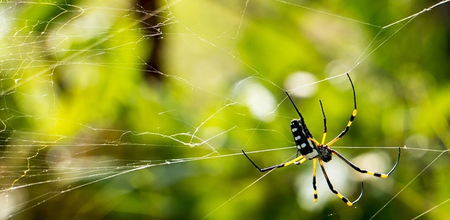 Insect și spider muscatura și cum să se ocupe de ele