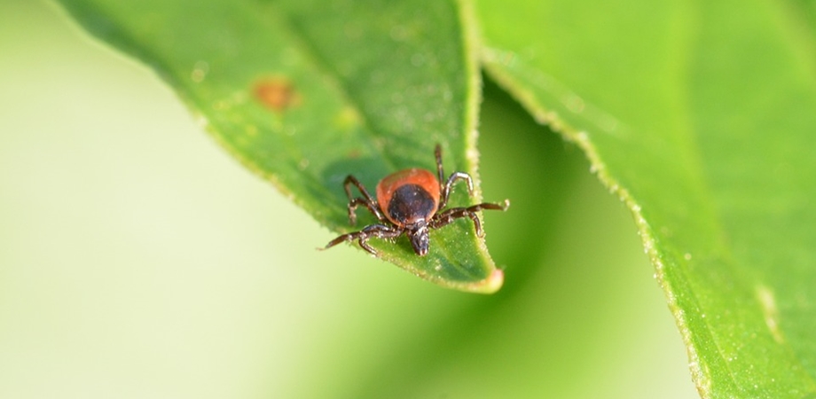 muscatura de capusa