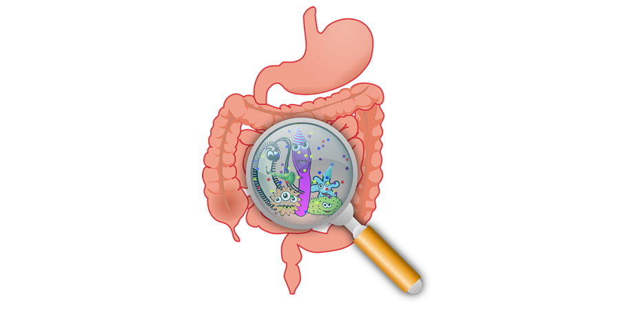 poate bacteriile intestinale cauzează pierderea în greutate)