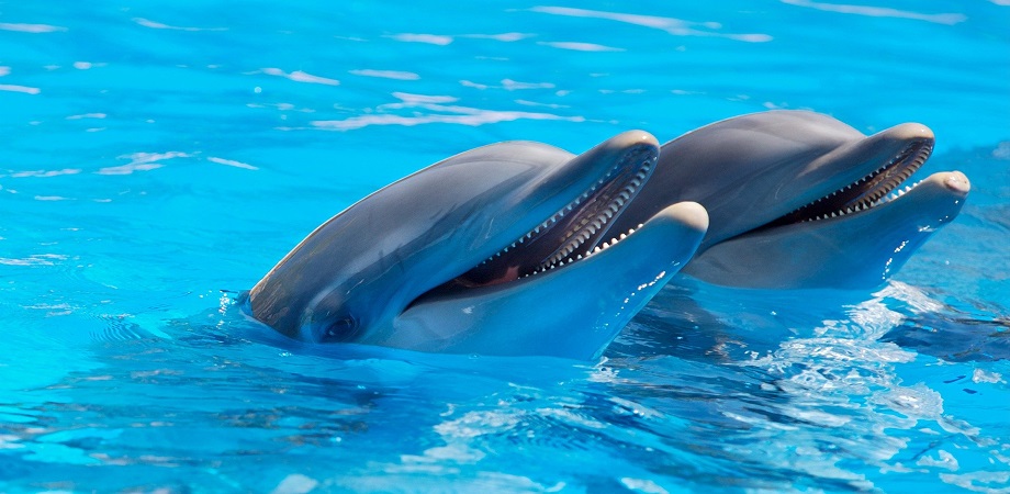 delfini mamifere