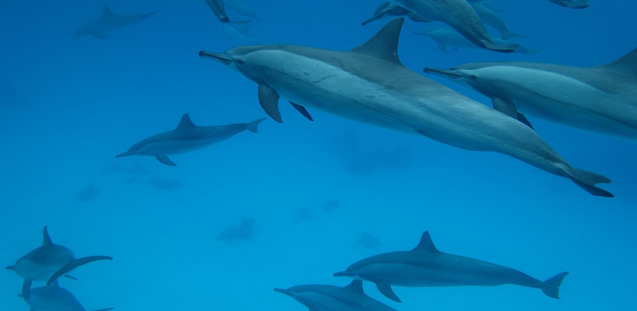 grupuri delfini