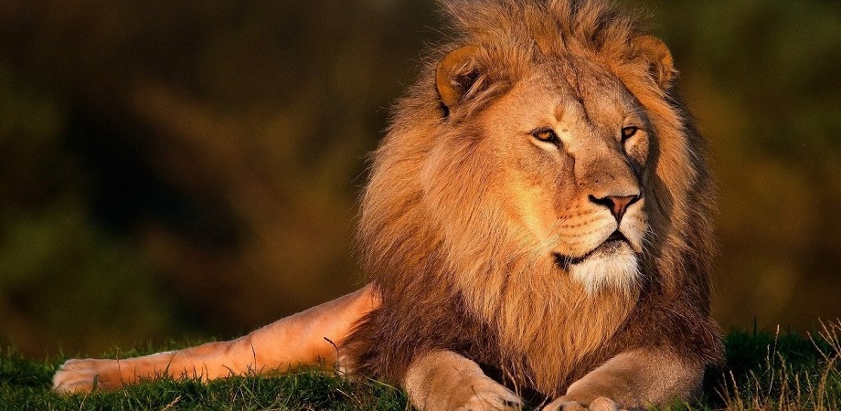 de ce leul este regele animalelor