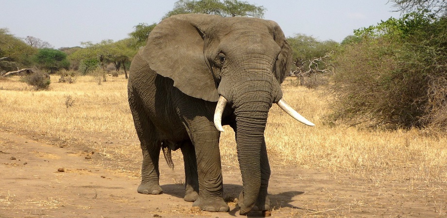 elefantul african