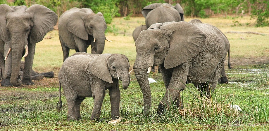 familie de elefanti