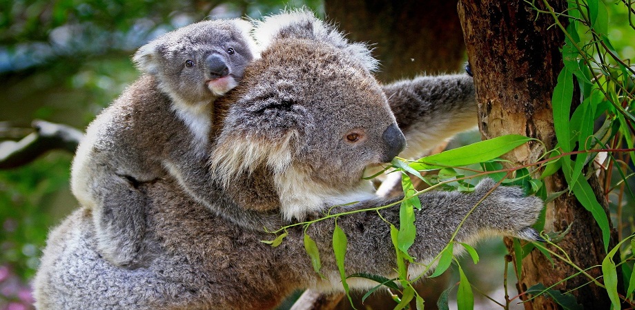 koala cu pui